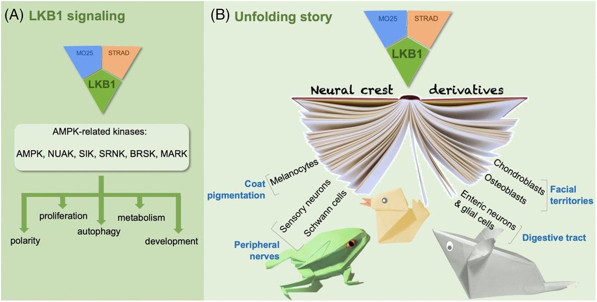 DevelopmentalDy's tweet photo. #Neuralcrest cells (#NCCs) are #migratory, #multipotent cells that contribute to nearly every #tissue and #organ throughout the #vertebrate body. Learn how #AMPK - #mTOR regulates #metabolism and polarity in NCC during #development and #disease https://t.co/U9KrzROdF2 https://t.co/RUelrDy6uq