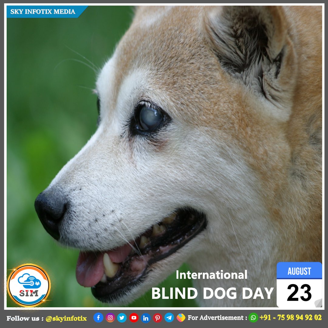 August 23 : International Blind Dog Day 🐕

❤️ @skyinfotix

#skyinfotix #sim #salem #tamilnadu #india #salemdistrict #salemcity #salemtamilnadu
#salemnews #internationalblinddogday #blinddog #blinddogsofinstagram #dogsofinstagram #dog #rescuedog #adoptdontshop #blinddogsrock