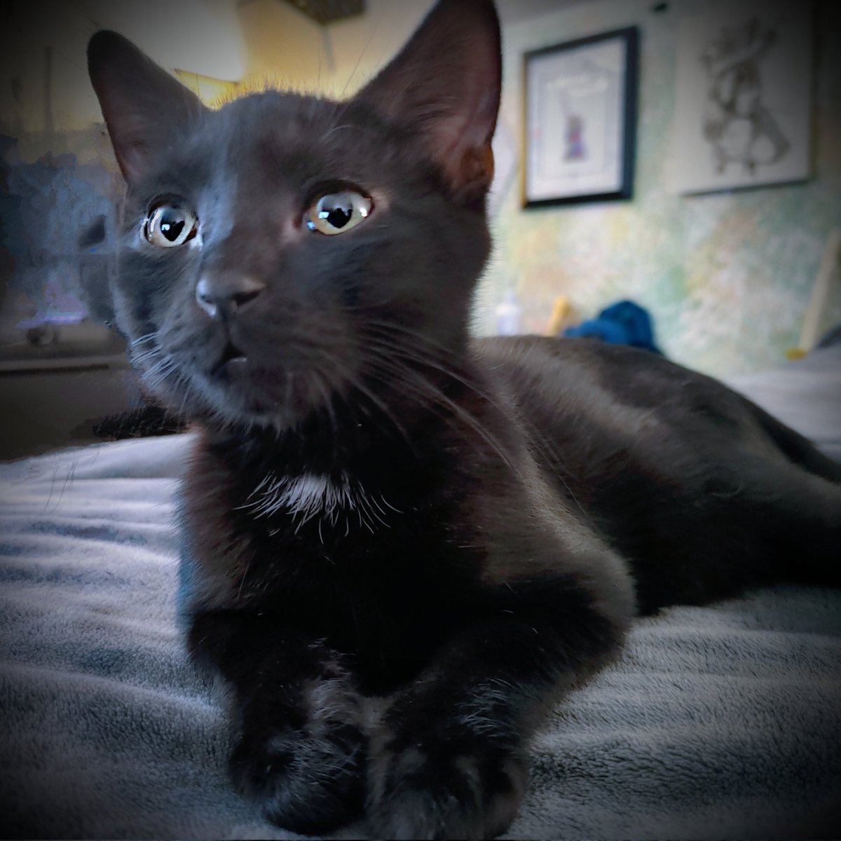 InterroBangin's tweet photo. He's officially another #FosterFail . Peekaboo is permanently part of the family. He's just been here too long for us to bear parting ways now. He's my little black hole son. π #VoidKitty https://t.co/CienIQzjyy