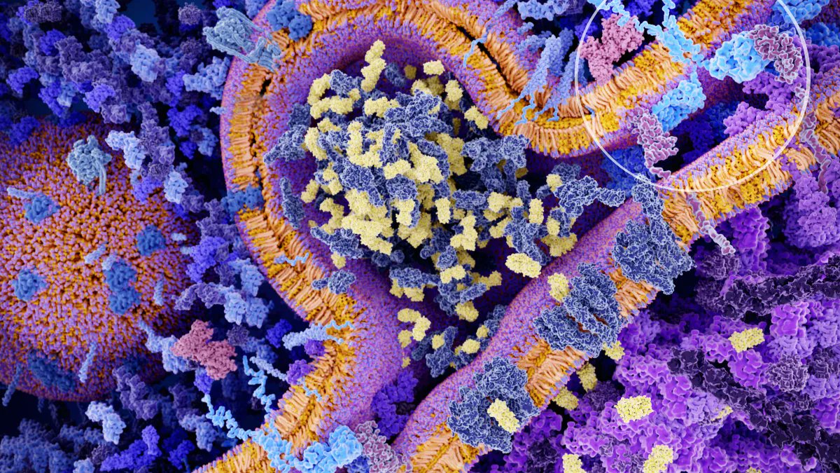 AustPrescriber's tweet photo. CAR-T cell therapy is shifting the goal posts in certain haematological malignancies—it involves harvesting and genetically modifying a patient’s own T cells, then reinfusing them to target cancer cells. Intrigued to learn more? #QUM

Read the article:  https://t.co/lT0QHSg3MP https://t.co/t4DySTKPHi