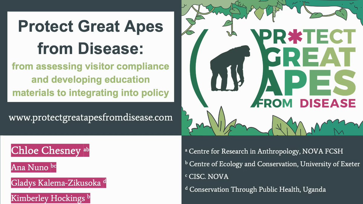 ‘Protect Great Apes from Disease’ was just presented by <a href="/Chloe__Chesney/">Chloe Chesney</a> at #IPSKuching 🦠🦍📸🥾😷
<a href="/IPS_PrimateNews/">IPS Primate</a> 
If you aren’t at IPS or missed the presentation you can see our project at protectgreatapesfromdisease.com