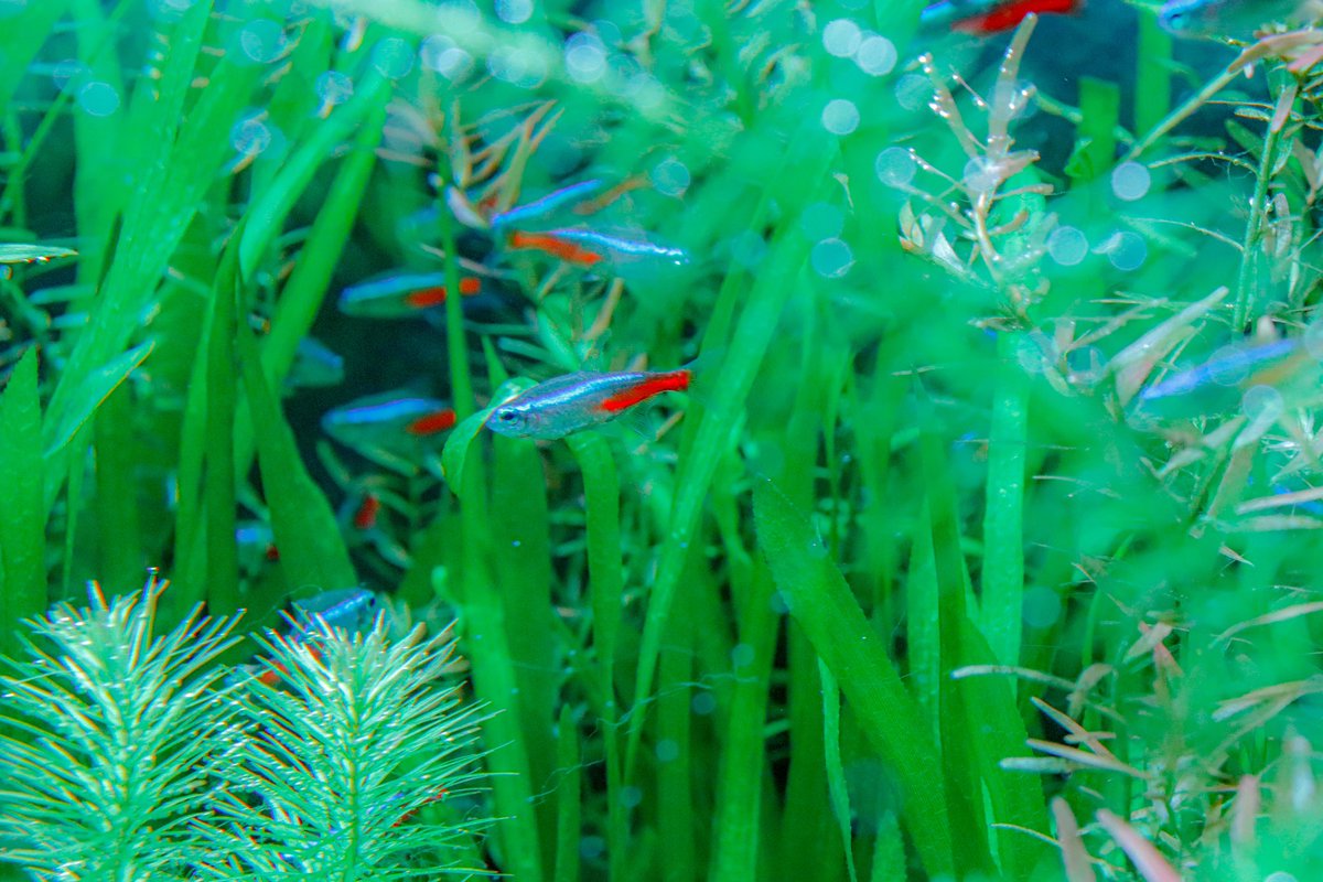 jtwaG46's tweet photo. 𓆝𓂃 𓈒𓏸

#魚
#Canon
#x9i https://t.co/U6bpgDOnVt