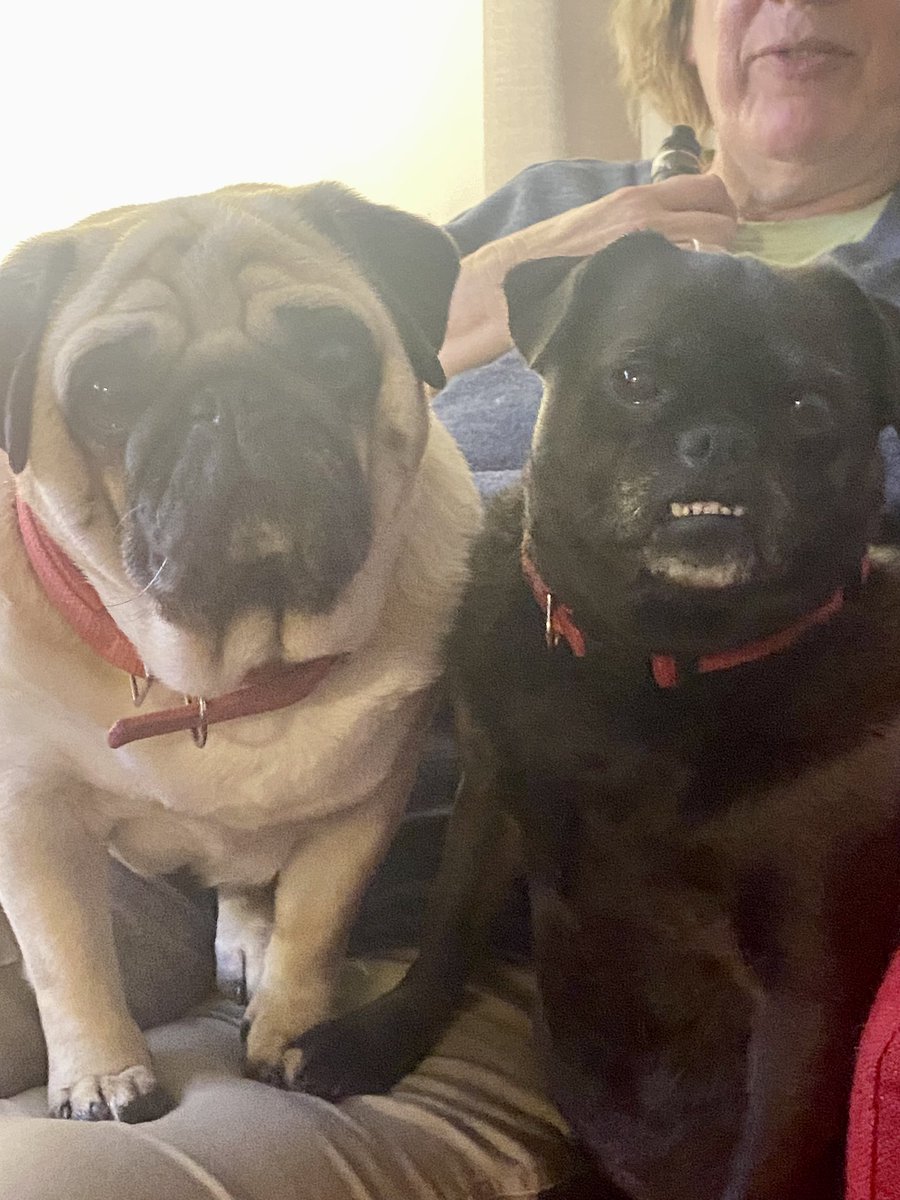 kateinthebay's tweet photo. @FoxyLustyGrover @davidrob213 This is #Tedna last night. Being ridiculously cute as usual. Neighbor Mary came for Uber Eats. She thought I was taking her pic lol https://t.co/fMPRDjc1DK