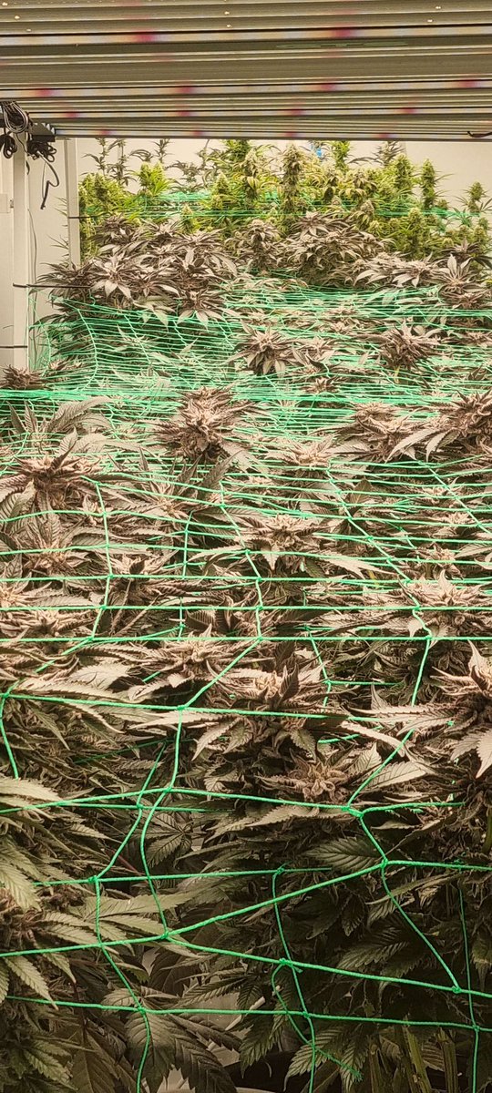 Who is ready for the second harvest? 😍

#NFT #NFTCommunity #Cannabis