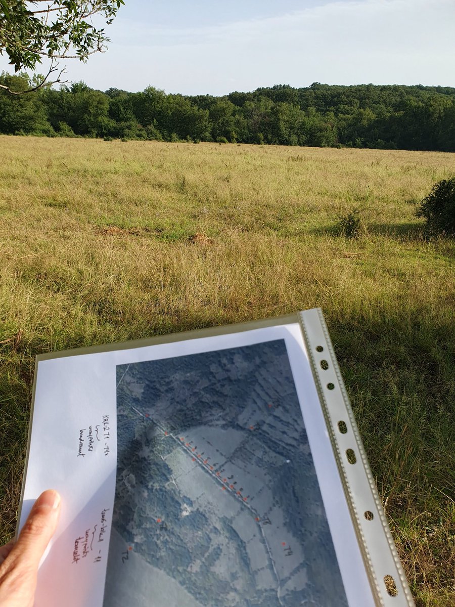 Cro buzz klima summer🪰🐝🦋🌸🌼

#EUpollinators #pollinatormonitoring #fieldwork #wildbees #hoverflies #Butterflies