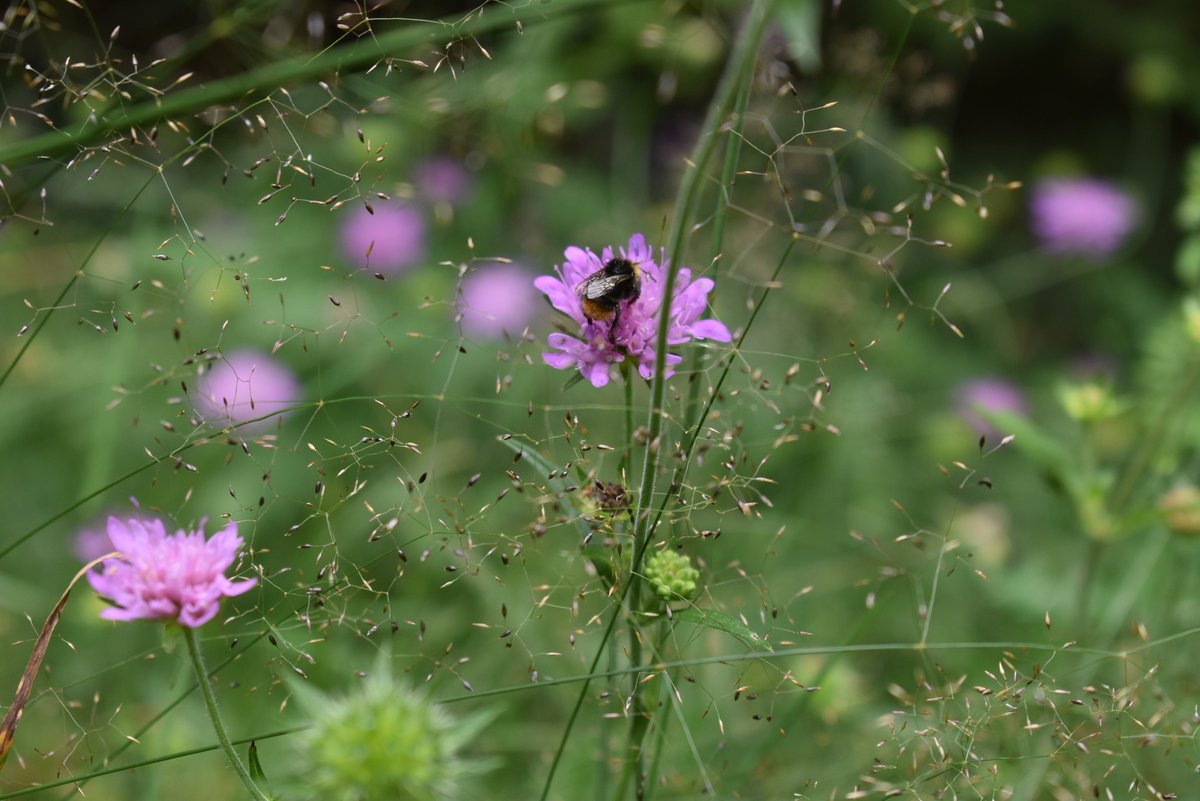 Cro Buzz Klima tweet media