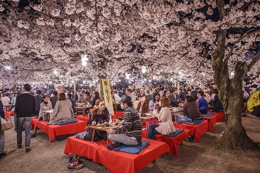 evaluxor's tweet photo. If Japan's on your list, think about Kyoto, in April, during the Cherry Blossom festival season. It's a stunning display that happens like clockwork every year :) #japan #kyoto  #cherryblossomfestival #sakura #travel #javatravelusa https://t.co/7HKGXAwDoe