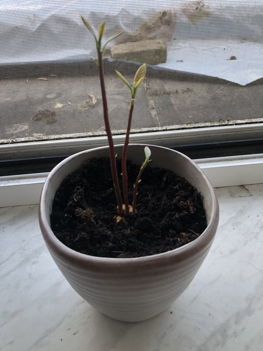 ItsCrochato's tweet photo. So I planted an avocado.. Is this normal??
#askingtwitter https://t.co/N9tyfH9SHq