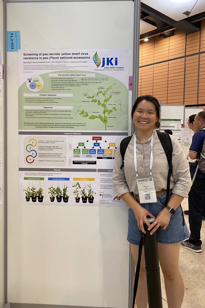 shinyeee_tan's tweet photo. Happy to share my work at #ICPP2023! Although my poster session ended, but I am still around! Talk to me or @HeikoZiebell if you want to know more! #peavirus #screening https://t.co/NXQYmDLGwG