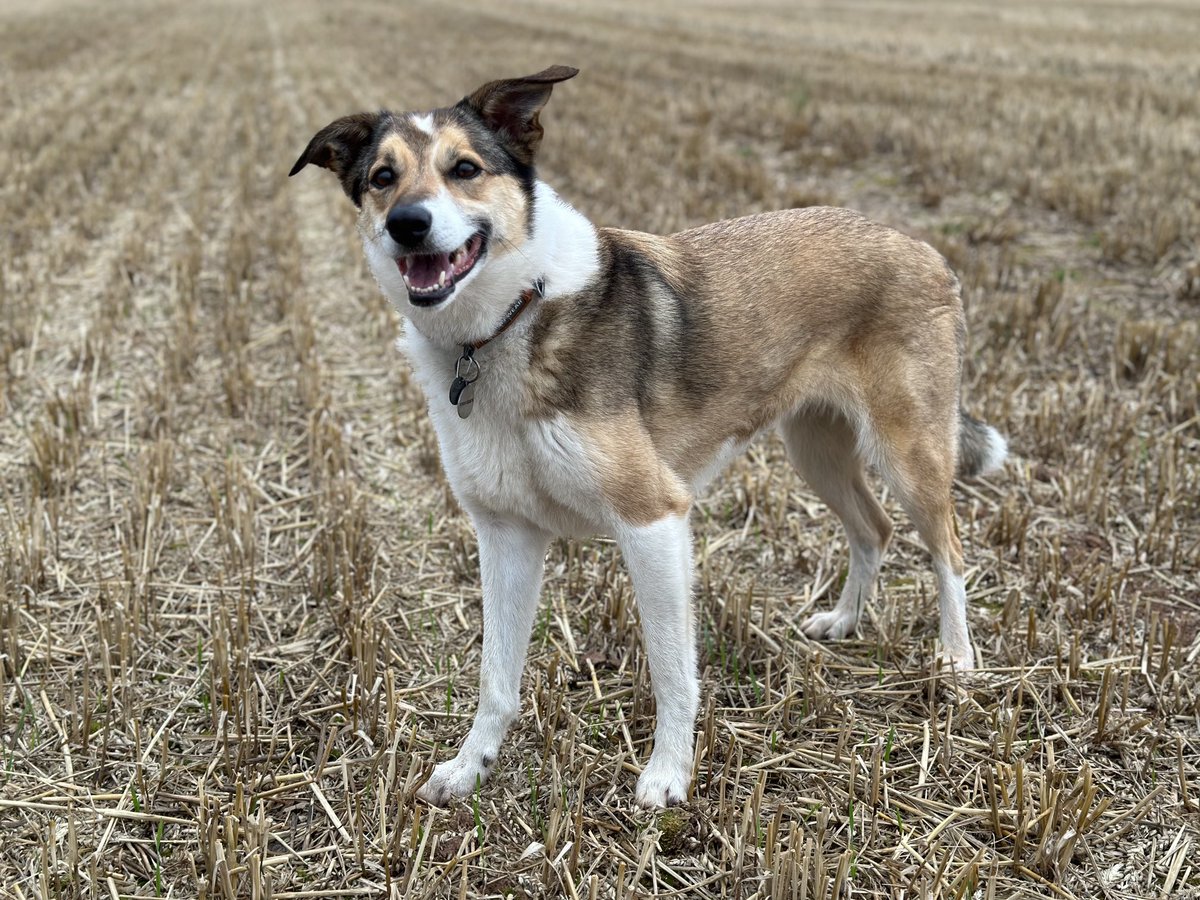 When your dog is colour coordinated with harvested fields….. ❤️❤️