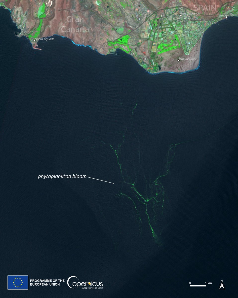 CopernicusEU's tweet photo. On August 13, #Sentinel2🇪🇺🛰️ captured this image of an algal bloom located south of Gran Canaria Island, #Spain🇪🇸

The bloom affected the coastline of Las Canteras beach, with clusters of algae discolouring the sea and getting washed ashore https://t.co/PtqXOG56qv