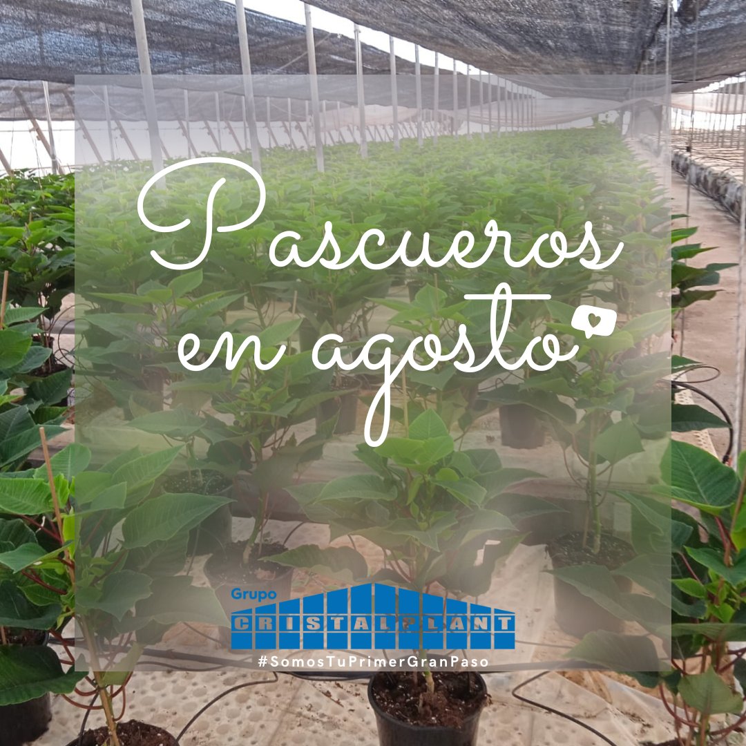 GrCristalplant's tweet photo. En plena ola de calor, la navidad va tomando forma en Grupo Cristalplant. 🌺
#Almeria #Andalucia #españa #pascua #pascuero #flordepascua #poinsettias #invernadero #semillas #semillero #SomosTuPrimerGranPaso https://t.co/EujlZirTiY