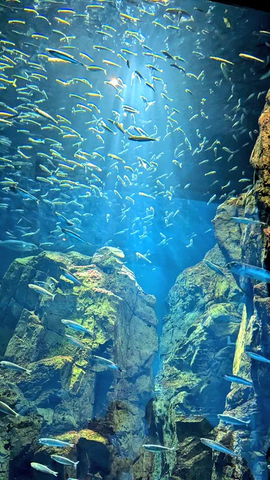海遊館の名スポ見つけてしまったかもしれん! 