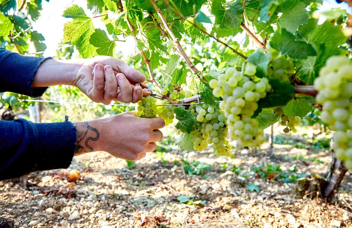La uva Chardonnay de Chablis, en Borgoña, se distingue por su salinidad, que proviene del suelo calcáreo donde enraízan las vides.
🍇 wine-merchant.com/Variedades/Cha…
#vino #winelover #wine #winemerchant #chablis #chardonnay