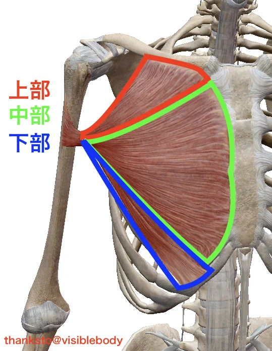 kikuty_training's tweet photo. 筋トレ好きが知るべき大胸筋の解剖・機能・鍛え方
￣￣￣￣￣￣￣￣￣￣￣￣￣￣￣
基礎知識から少しマニアックな部分まで話します

最後まで読めば胸トレのレベルが爆増するので、必見です

ブクマして最低5回は読んでください!!                                            
                                  
まず超基礎的な話

大胸筋は上部・中部・下部に分かれている

上部：起始：鎖骨の内側半分〜停止：上腕骨大結節稜
中部：起始：胸骨の前面〜停止：上腕骨大結節稜
下部：起始：腹直筋鞘前葉〜停止：上腕骨大結節稜

代表的な作用は

全てのパート＝肩関節の水平内転＋内旋
上部＝上記＋肩関節の屈曲
下部＝上記＋肩関節の内転

で働きます

これらは超基礎で概ね知ってると思うので、もう少し深掘りしてお話しします

まず肩関節の角度ごとの作用の違い

大胸筋の上部は肩関節の屈曲0°から上げていくごとに、働きが少しずつ増えていく

だが屈曲70°で働きがピークに達し、そこから上に挙げていくと三角筋の前部が主に切り替わる

これを応用するならケーブルクロスオーバーは屈曲70°ぐらいに止めておいた方が良い

90°まで上げてしまうと三角筋前部に刺激が逃げるから

続いて大胸筋の下部線維について

下部線維は肩関節が屈曲位にあると、肩関節の伸展筋として働く

本来は内転・水平内転(と内旋)にしか働かないが、屈曲位だと伸展にも少し働く

これを応用すると、ダンベルプルオーバーで大胸筋の下部は働くと考えられる(効率良いかどうかは別)

ただ大胸筋の停止部は少し捻れており、この捻れは肩関節を屈曲位にすると真っ直ぐになる

捻れをとった状態で水平内転することで効率よく鍛えられるので、実はプルオーバーは微妙である(解剖学的に)

逆に水平内転の動きで負荷がかかるベンチプレス・ダンベルフライ・ペックフライなどはいい種目と考えられる

あと筋線維の走行から考えると、インクラインベンチで大胸筋上部を狙ったり、ディップスで下部狙ったりするのは良さげ

勉強になったら最初のツイにいいねとかRTよろしく！

では！