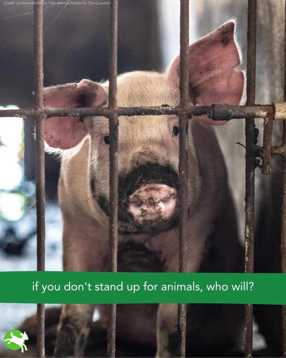 The intensive farming of sentient creatures shames humanity.
As far removed from the illustrations of farm animals in our children’s books as it is possible to be.
Something is deeply wrong with a society that thinks this is acceptable.
#CompassionNotCruelty
#RespectAllLife