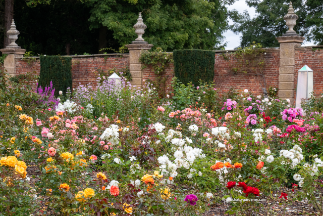 ChattyGardener's tweet photo. New blog: It's more like summer than nearly autumn at Highnam Court. I've been to look at the #roses ahead of its @NGSOpenGardens open day. Read about it here: https://t.co/HQ5HOPnFAt 

#gardening #RoseWednesday @RogerHeadHS https://t.co/Yo3tVKSldl
