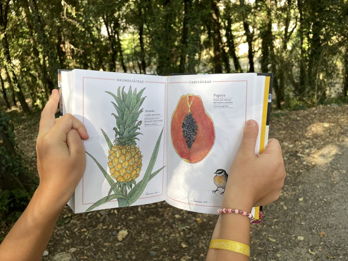 Infanmusic's tweet photo. Bellezas de la naturaleza de Virginie Aladjidi, Emmanuelle Tchoukriel. 

Mirad sus láminas por dentro https://t.co/NUP2iQ1eDo