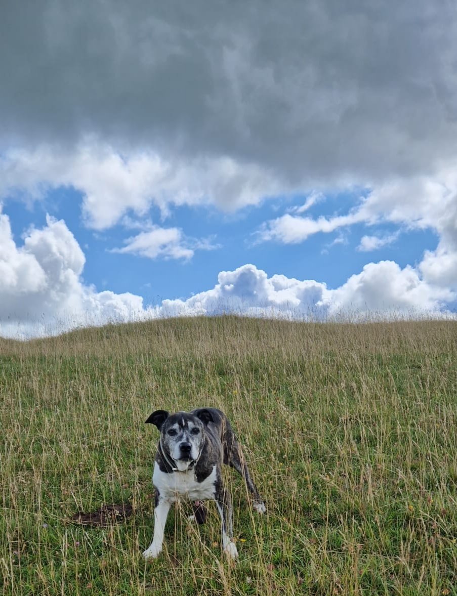 At 15yrs old, my furbro Terry still enjoys a potter, no matter what the weather is doing.
#ZSHQ 
#SeniorStaffy 
#dogsoftwitter