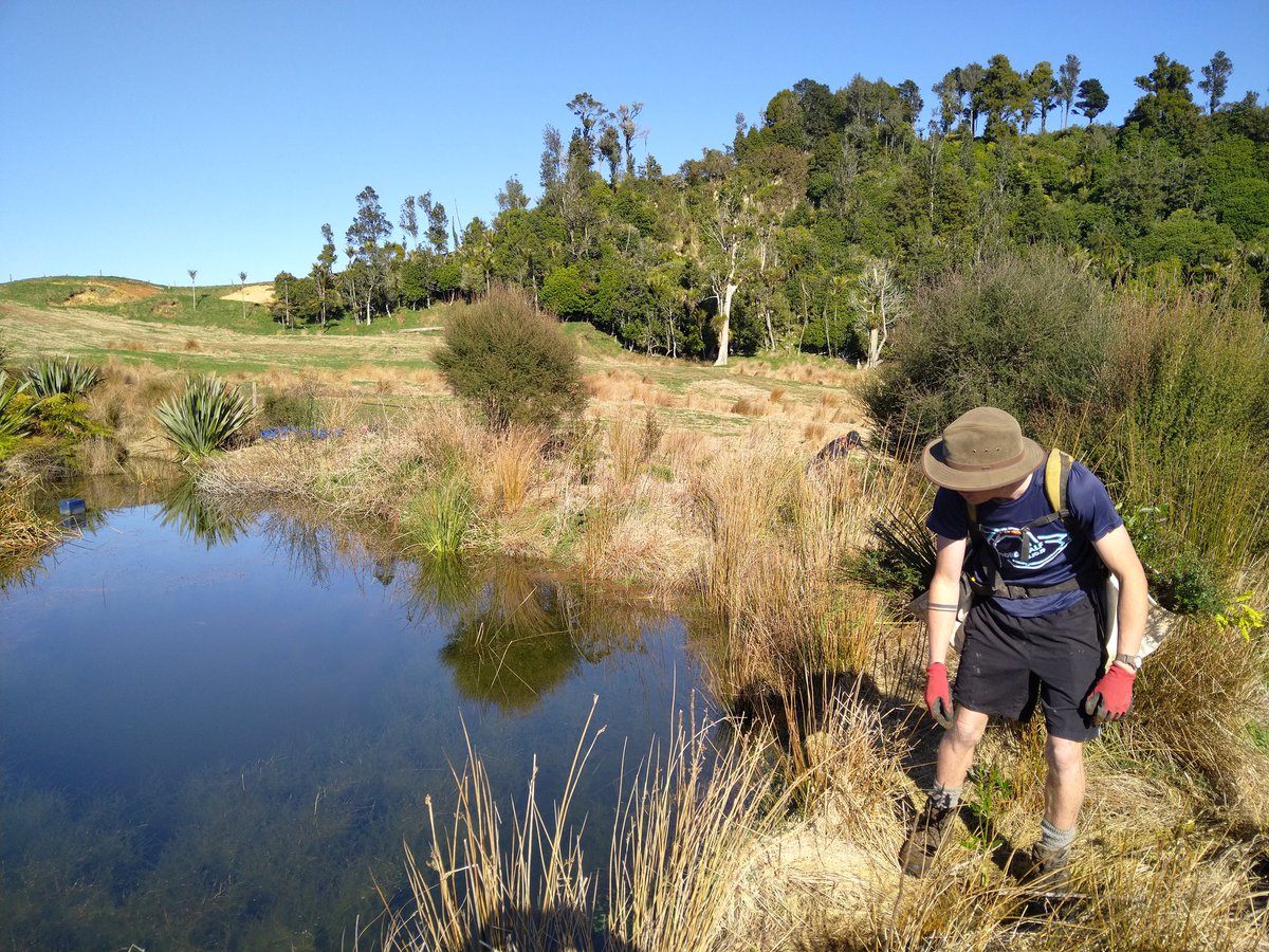 Vanessa van de Ven (@duck_willy) on Twitter photo Blessed with another cracker of a day today planting around not 1 not 2 but 3 ponds for a farmer <a href="/restorenativenz/">Restore Native</a> 😎 Blessed with another cracker of a day today planting around not 1 not 2 but 3 ponds for a farmer <a href="/restorenativenz/">Restore Native</a> 😎