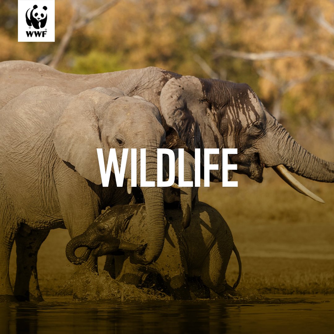 wwfzambia's tweet photo. At #WWFZambia we have been contributing to increasing community stewardship &amp; the development or strengthening of community wildlife-based economies &amp; human wildlife conflict management in different landscapes such as the #SilowanaComplex #TogetherPossible #AlternativeLivelihoods https://t.co/WTDaFq3Rx4