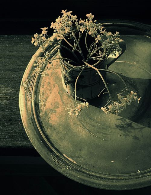 StillLifePhoto tweet picture