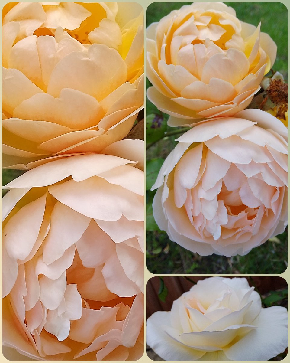 s4r4h_l's tweet photo. Hope you feel peachy this #RoseWednesday How glorious are these #rose blooms seen locally? 🤩 #DailyFlowers #positivity #joy #vitaminN https://t.co/qbfEWAx9tA