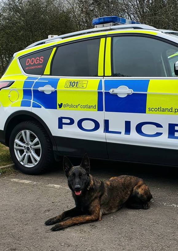 PSOSDogs's tweet image. When a 36-year-old man caused a disturbance at his ex-partner's address in Kelty &amp;amp; then ran off, #PDScout &amp;amp; #S313 were called in. The man ran through fields, burns and attempted to hide in the woods, but Scout located him. 1 in custody!

#WereHereToSupport
#DomesticViolence