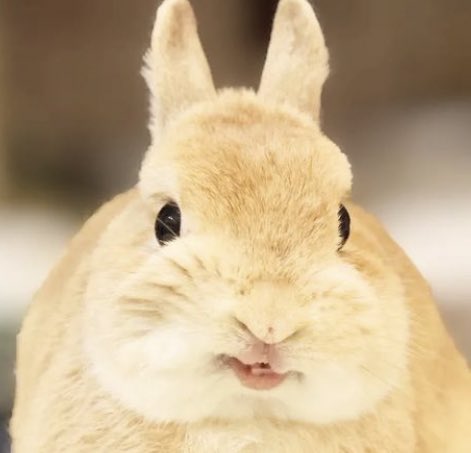 bunkoo pics !! 🐰💜 tweet media