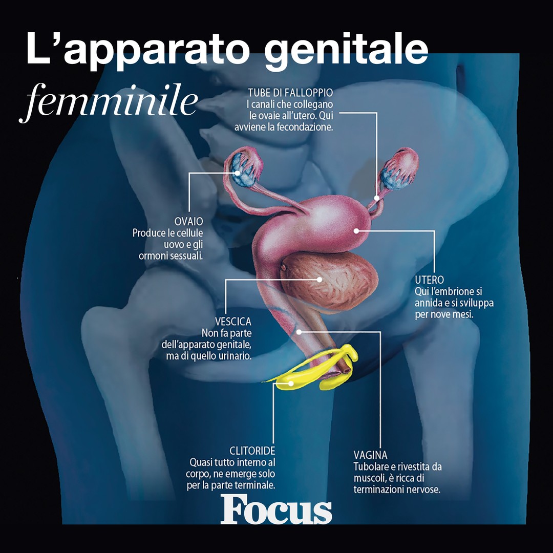 La complessità dell'apparato genitale femminile, in un'infografica: era già tutto chiaro o vi abbiamo chiarito le idee? #scienza #complessità #clitoride #vagina #utero #organigenitali