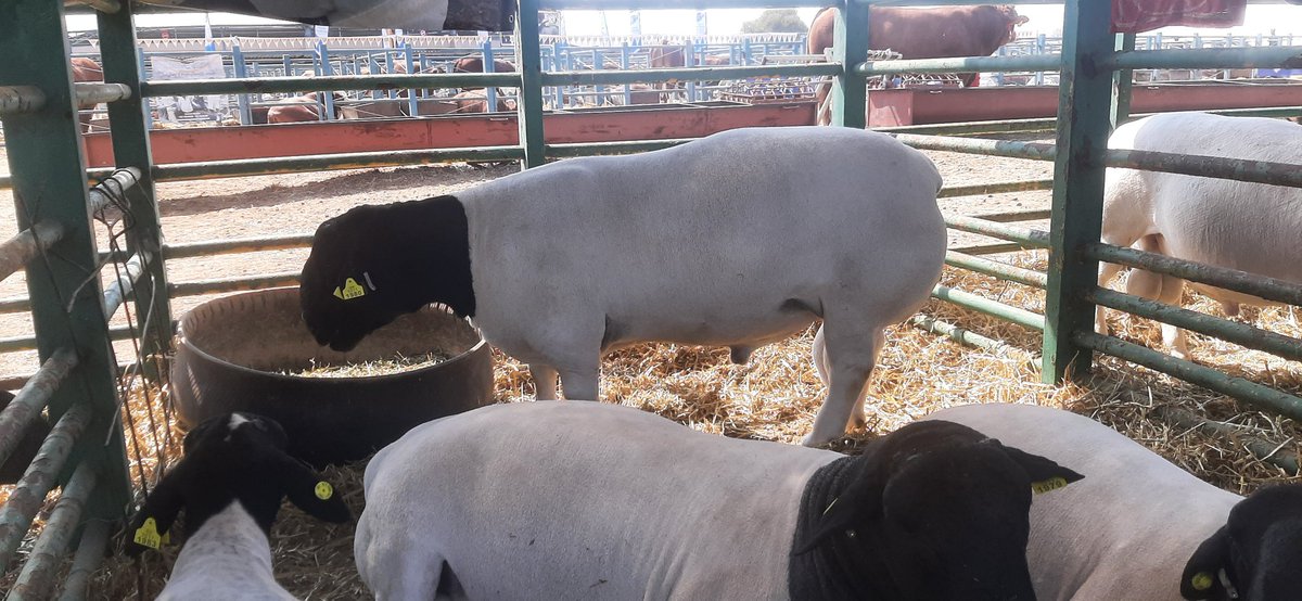 This frame 3 dorper has amazing hind quarters. I don't think I'd be wrong to say I am yet to see a Dorper that looks half this decent on the veld or on pasture as this specimen here. This breed looks super great in at shows, but maybe I should pay more attention for then on veld.