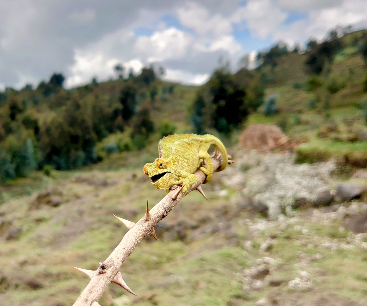 DestnRwanda's tweet photo. Spotting a chameleon's hidden charm amidst Rwanda's stunning landscapes 🌿🦎 #RwandaViews #NatureMasterpiece #ChameleonMagic #gorilla #monkey #ape #gorillas #wildlife #animals #nature #zoo #art #animal #fitness #gym #gorillaz https://t.co/tNKMNkaiXB