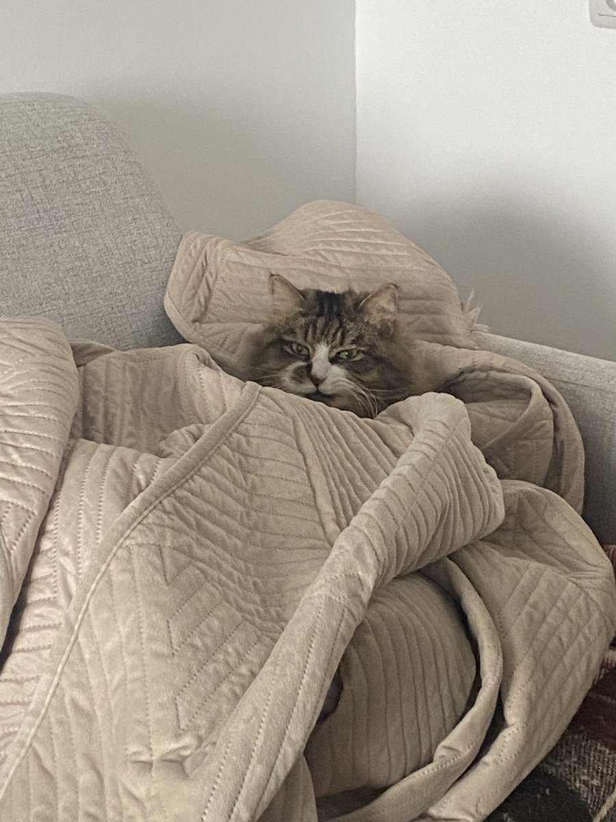 jerquejerk's tweet image. 