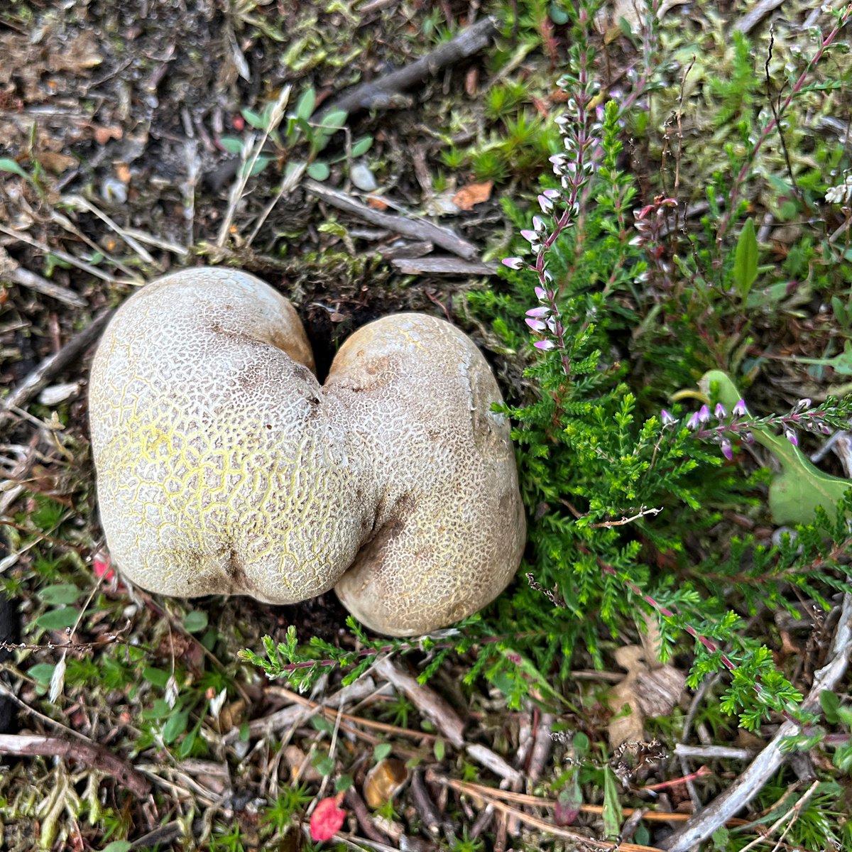 #WildWebsWednesday Mmmmm.. Common Earthball (Scleroderma citrinum) I think, amongst the Heather by the Sandlings Walk, Sutton Common, Deben peninsular #Suffolk. @SuffolkAONB