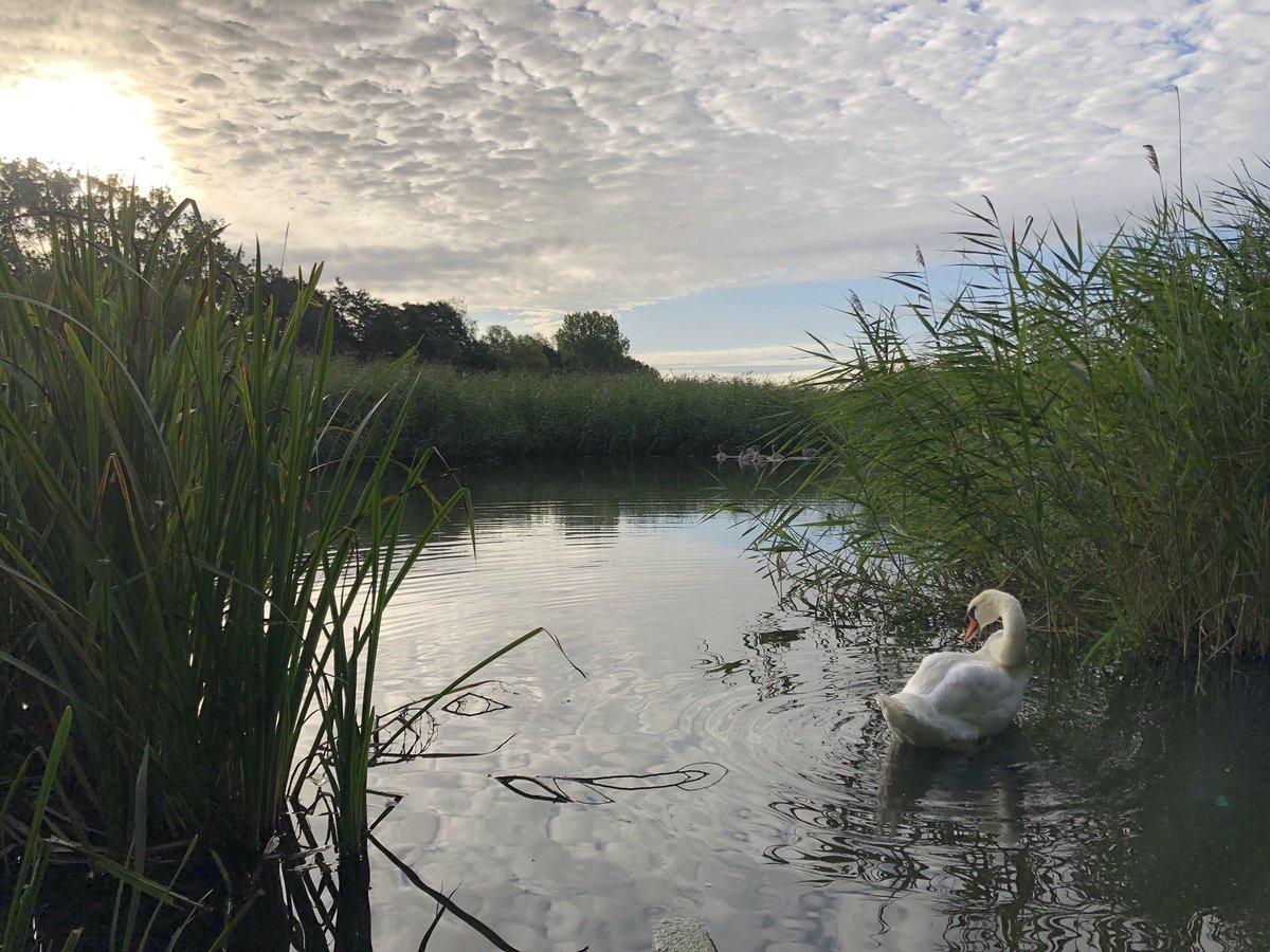 mdrakes1's tweet photo. 🦆 feeding frenzy at Albyns Lake this morning. 8km 🏃♂️ banked for 217/250km total so far in #REDAugust. @TeachersRunClub @WeAreERC @UKRunChat https://t.co/jE6BeaYLDO