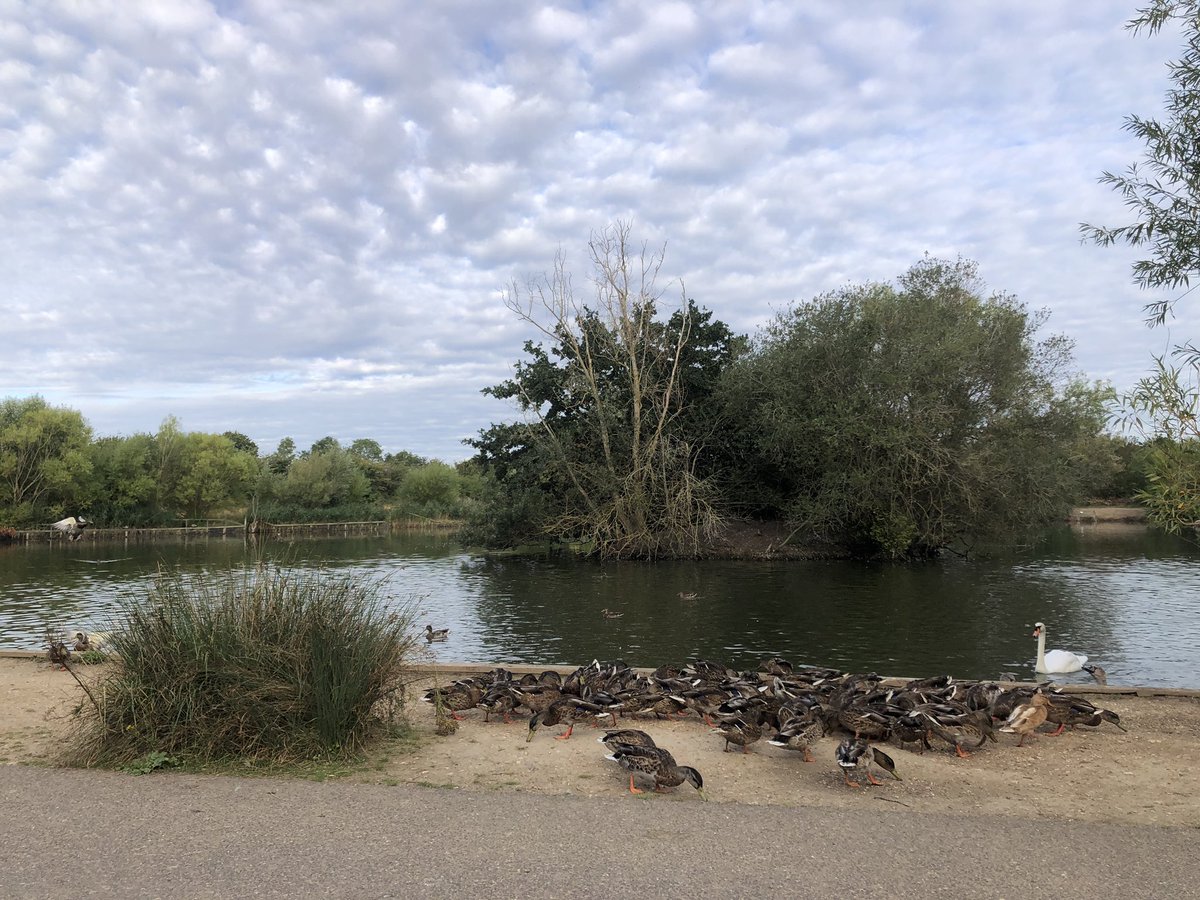 mdrakes1's tweet photo. 🦆 feeding frenzy at Albyns Lake this morning. 8km 🏃♂️ banked for 217/250km total so far in #REDAugust. @TeachersRunClub @WeAreERC @UKRunChat https://t.co/jE6BeaYLDO