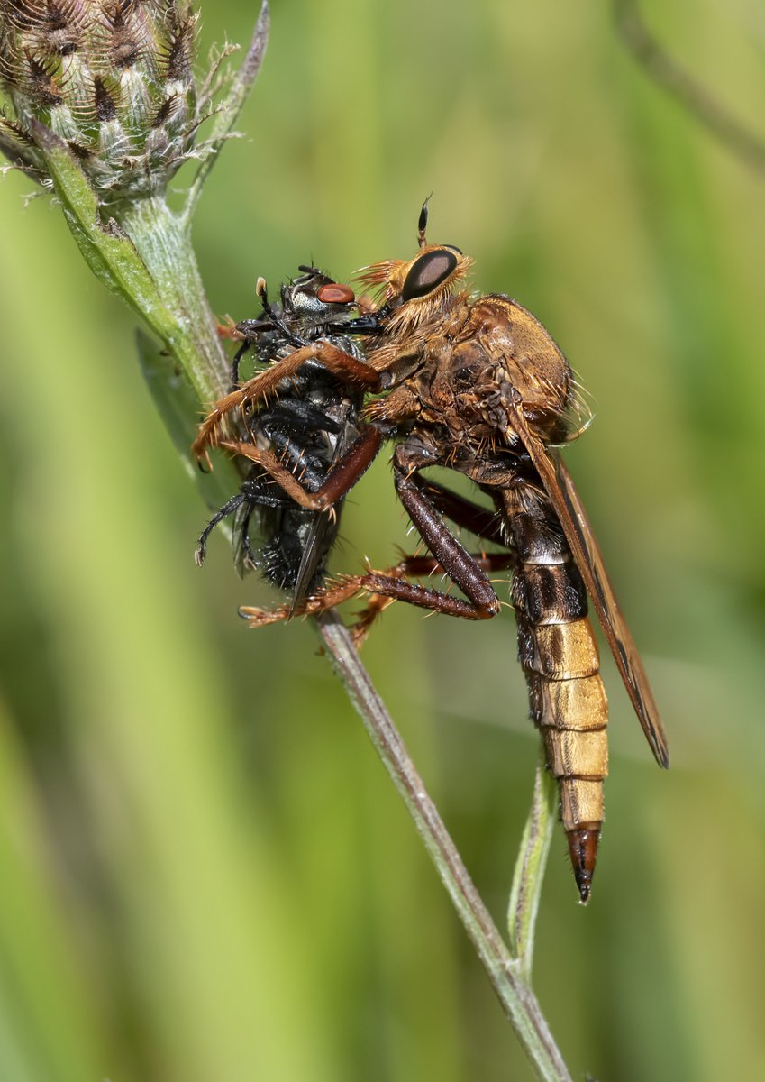 The Hornet Robberfly seems to be having another very good year locally with many seen at several sites on the South Downs. An awesome insect. @sdnpa @SussexWildlife