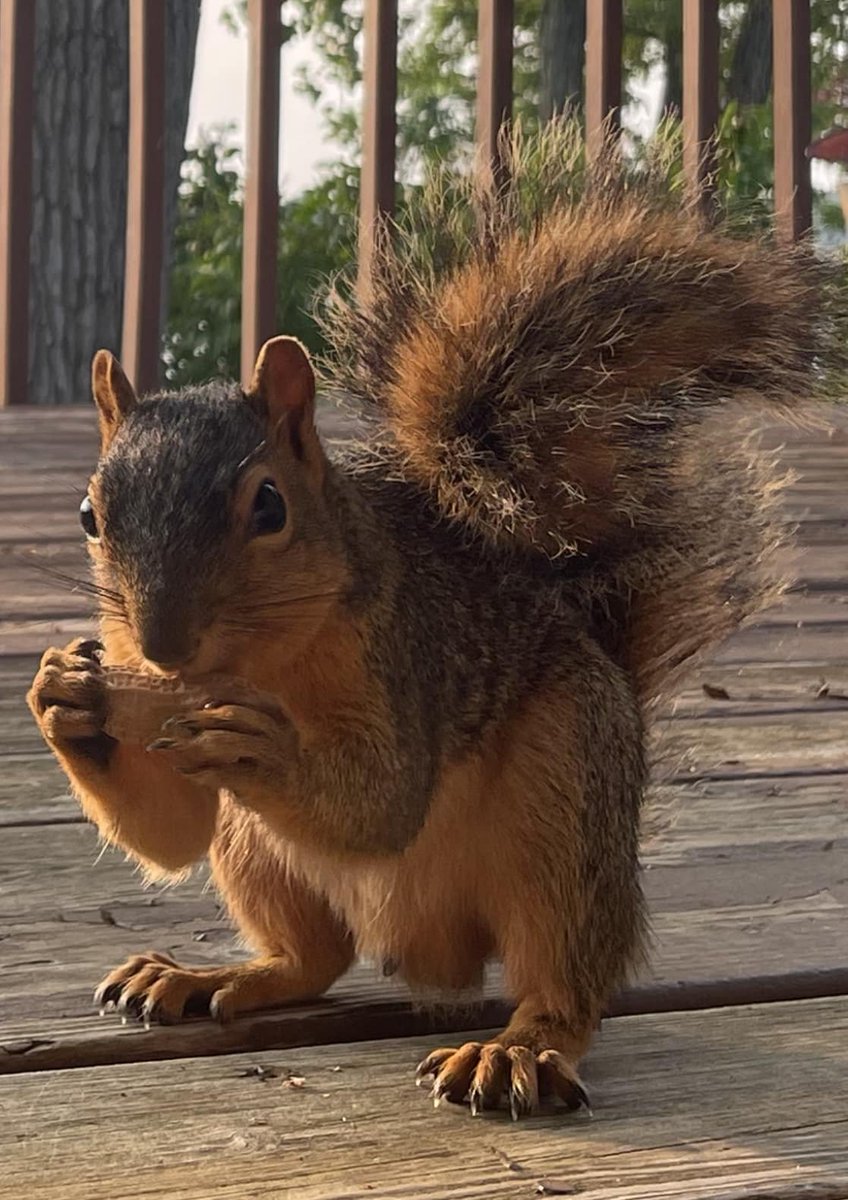 squirrel_zigzag's tweet photo. > Aww Hi cutie 😍😍🐿
> Hello there 😁
> Nice to meet you
> Hi hooman!!! 🥰🐿 https://t.co/Row6C4jc5O