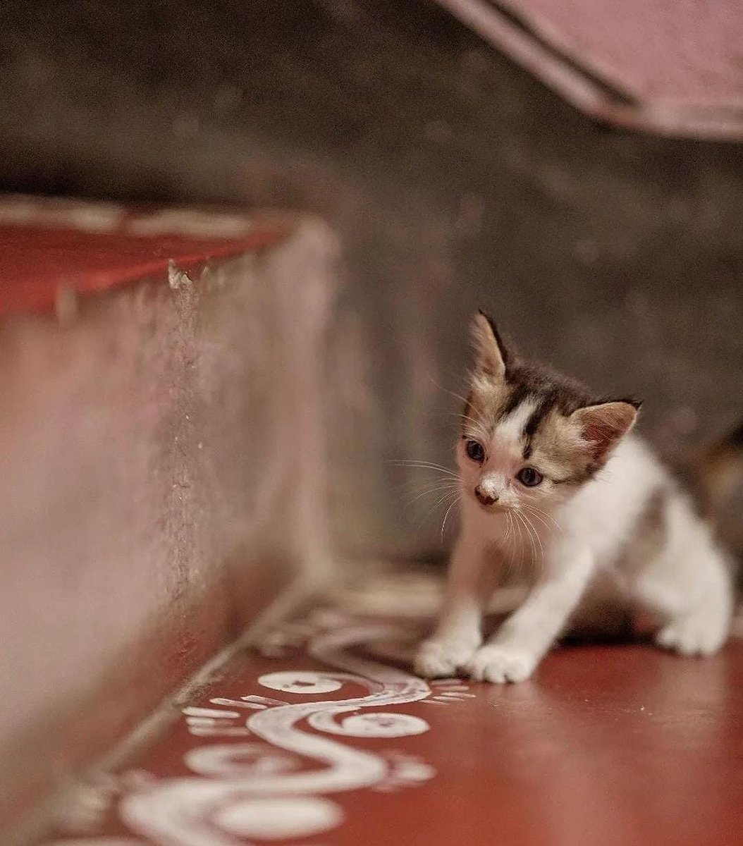 nath97priya's tweet photo. #kitten 🐾🐈 https://t.co/WkcdK9tBrM