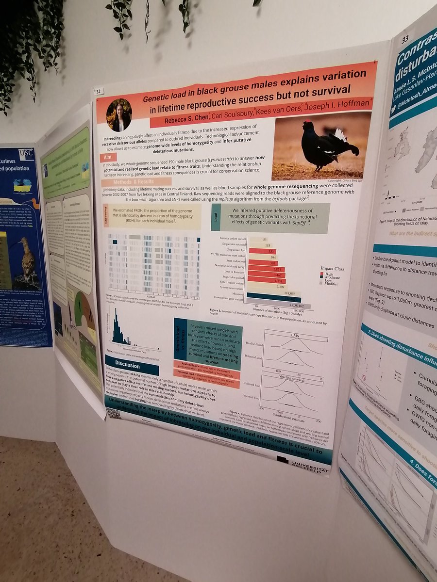 Come talk to me about the genetic burden of mutations in black grouse this afternoon at 17! Poster number 32 (downstairs) at #EOU2023