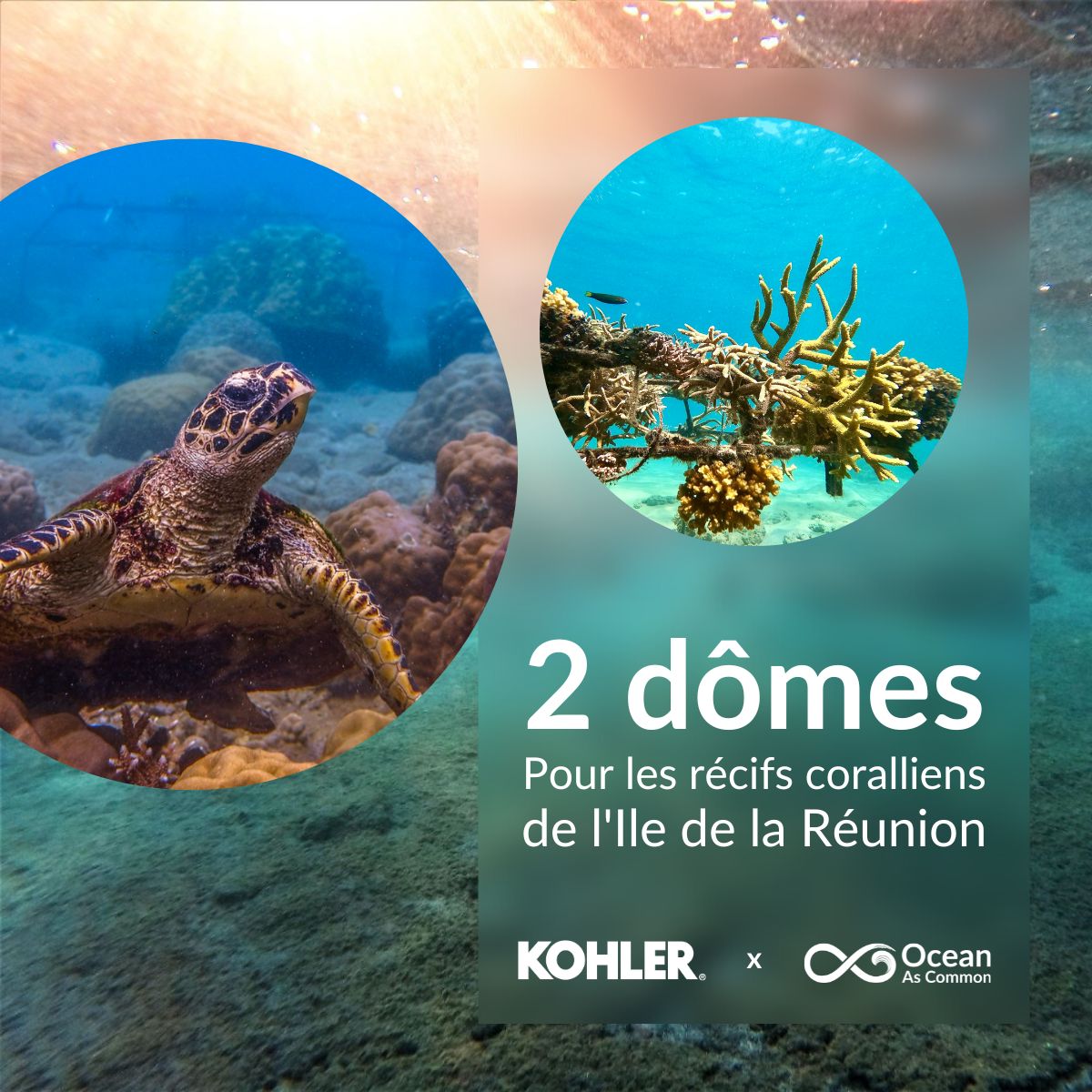 1 milliard de personnes dépendent directement des #recifscoralliens à travers l’alimentation, la culture, le tourisme... 
Pour sauvegarder ces milieux essentiels, <a href="/Kohler/">KOHLER</a> financera deux dômes pour restaurer une barrière de corail sur l'Île de la Réunion !