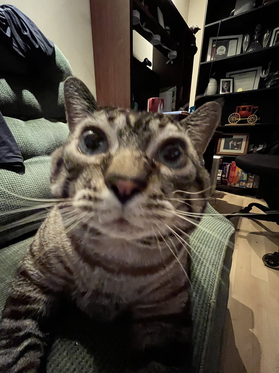 CA_Snoozy's tweet photo. @allyyhub Kongo says hi https://t.co/JxZVJGpy9h