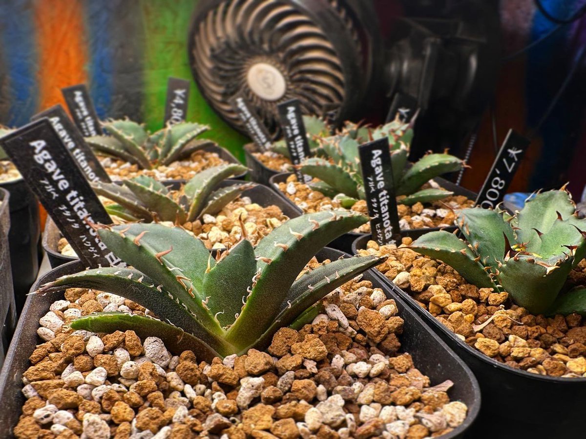 森*丸様 アガベ　まとめ売り アガベ販売 - Search / X