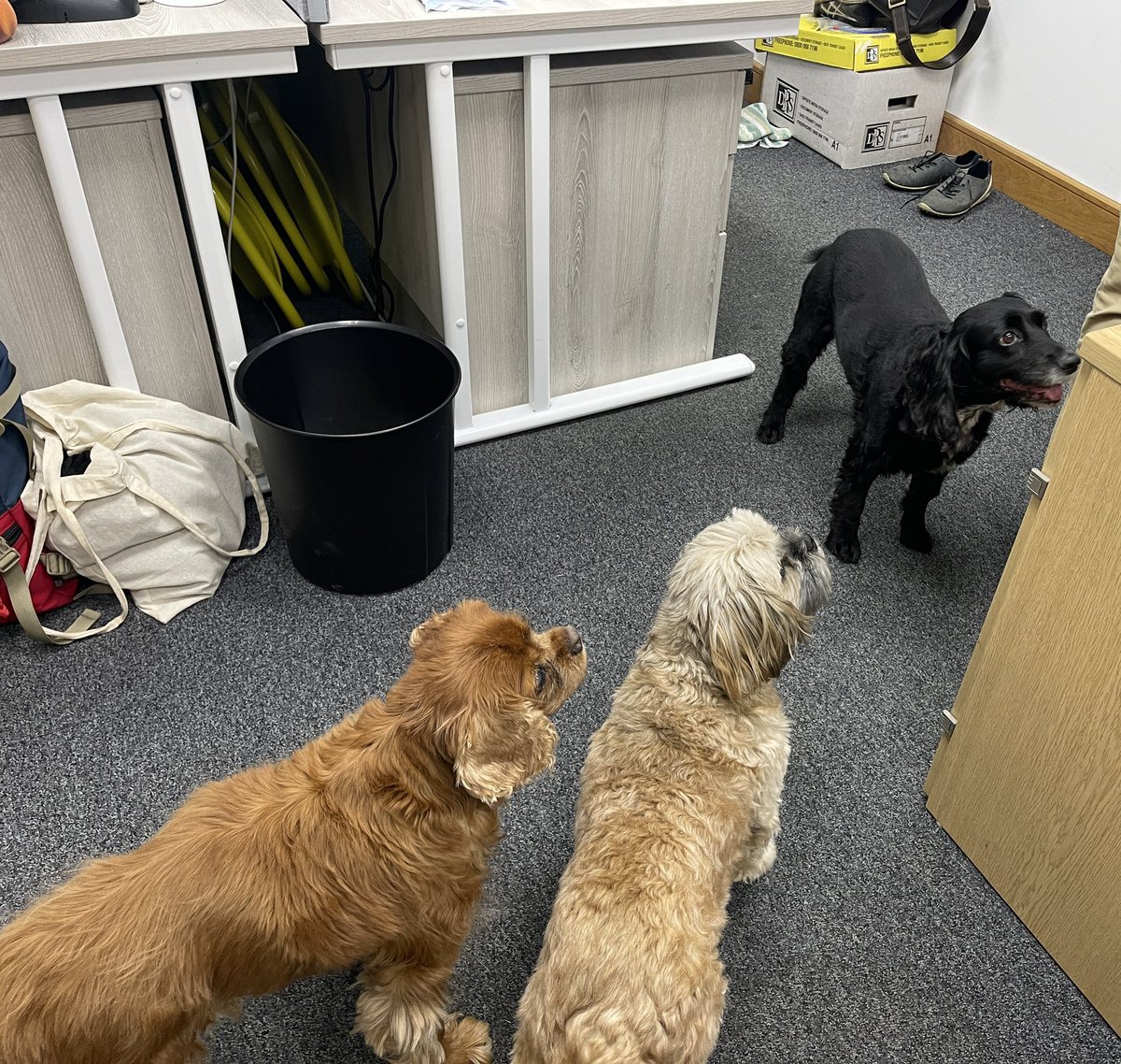 Today we are CRT Pup-erty!

Hugo and Fraser (Yasmine’s parents’ dogs) have joined our regular visitor Nellie (Shaun’s dog) in the office today!

We hope they brighten up your day as much as they do ours! 🐶