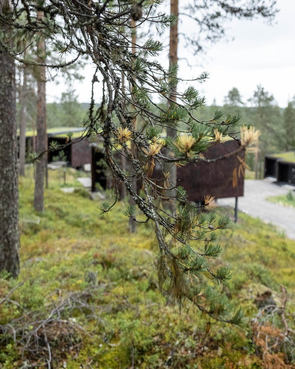 ArcticTreeHouse's tweet photo. Immerse yourself in Arctic enchantment at the TreeHouse Hotel! Witness nature's wonders & spot wild blueberries just beyond your suite. A surreal blend of luxury and untamed beauty. π²ππ« #ArcticTreeHouseHotel #BlueberryMagic #arcticsummers #visitfinland #finnishlapland https://t.co/jpWomxVPNx