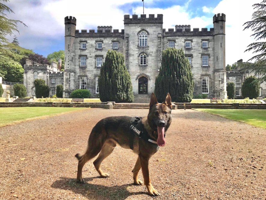 PSOSDogs's tweet image. Last night #PDChase &amp;amp; #S319 supported @PSOSForthValley when a 57-year-old woman went missing from a Larbert Nursing Home. Due to the woman's medical condition, officers had concerns for her safety. PD Chase got his nose to the ground &amp;amp; traced her &amp;amp; provided help.

#TheNoseKnows