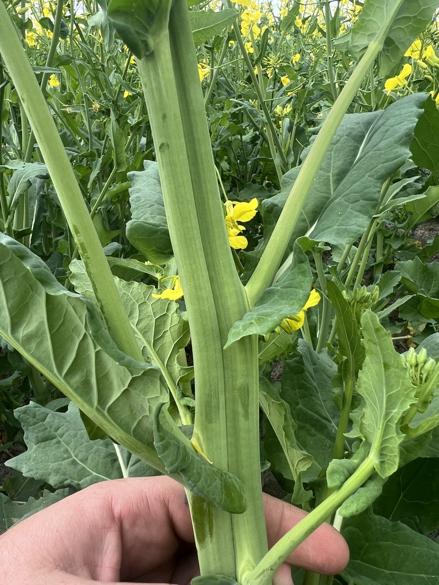 Jack Batchy tweet media