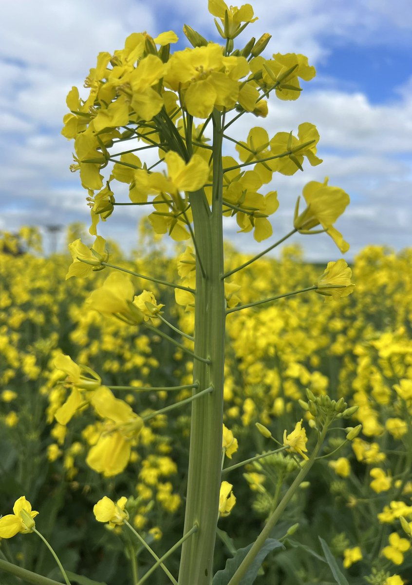 Jack Batchy tweet media