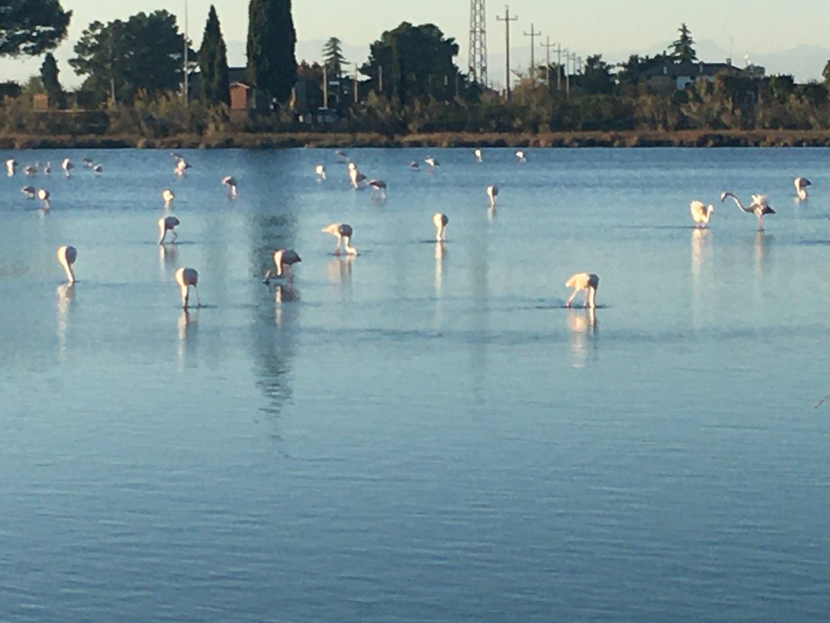 <a href="/S_Galimberti/">S_Galimberti</a> Da una quindicina d’anni durante la stagione invernale sono ospiti fissi anche della laguna di Grado (GO) dove stazionano prevalentemente, ma non solo, presso l’oasi Val Cavanata in località Fossalon