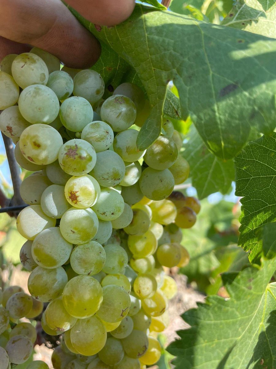 <a href="/edrabodega/">edra bodega</a> empieza a vendimiar la viognier. Desde bodega aseguran: "Hay mucha uva y sanitariamente está espectacular".

¡Feliz vendimia, compañeros! 

#aragonalimentosnobles #vinosdelatierradearagón #vinosIGP #VinosdeAragón  #wineinmoderation #vendimia #vendimia2023